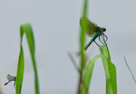 NatuurVak 202506020