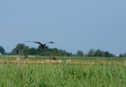 NatuurVak 202506024
