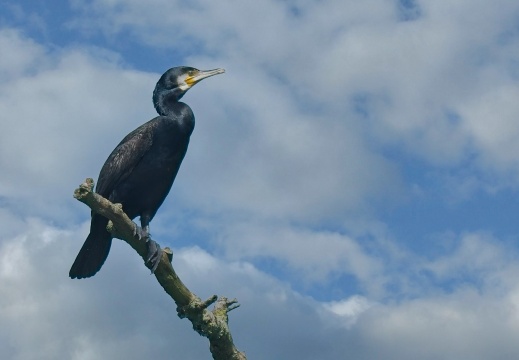 NatuurVak 202506025