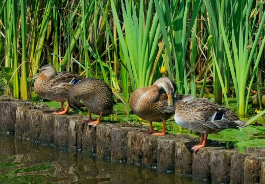 NatuurVak 202506028