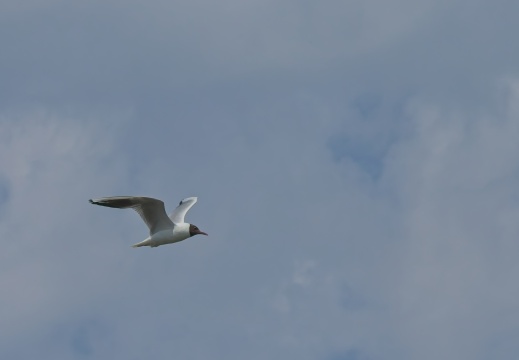 NatuurVak 202506029