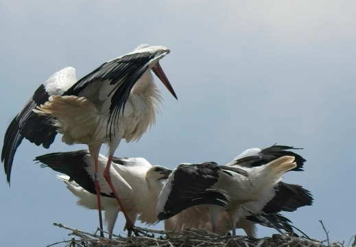 NatuurVak 202506058