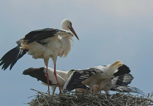 NatuurVak 202506059