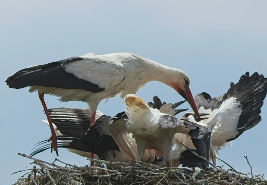 NatuurVak 202506061