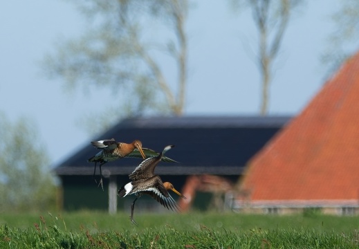 Gruttoland0163