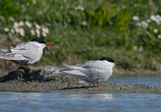 Gruttoland0173