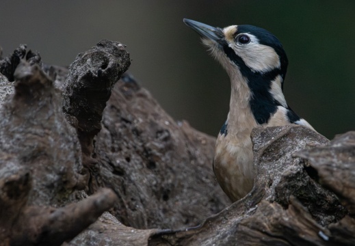 HBN4-26-127