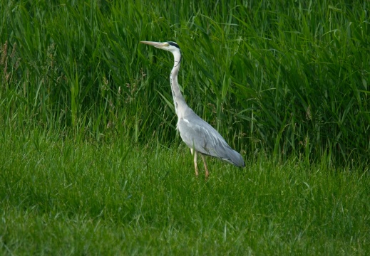 202505 VogelsOnderweg010
