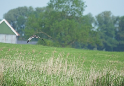202505 VogelsOnderweg011
