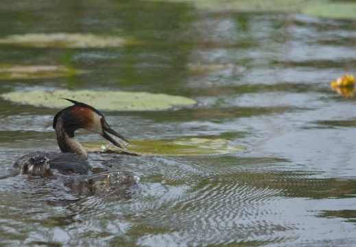 202505 VogelsOnderweg012