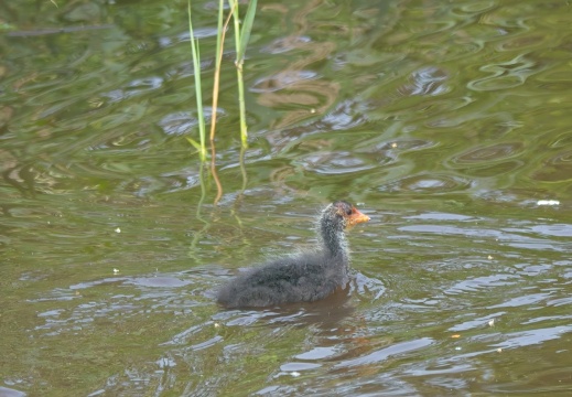 202505 VogelsOnderweg013