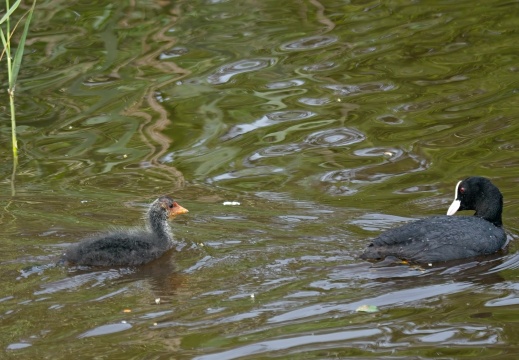 202505 VogelsOnderweg014