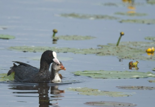 202505 VogelsOnderweg015