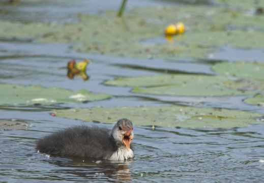202505 VogelsOnderweg017