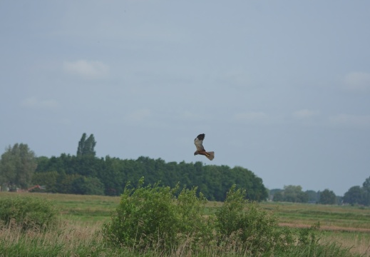 202505 VogelsOnderweg018