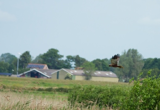 202505 VogelsOnderweg019
