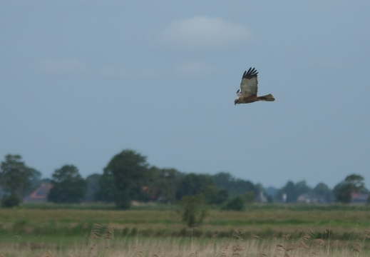 202505 VogelsOnderweg020