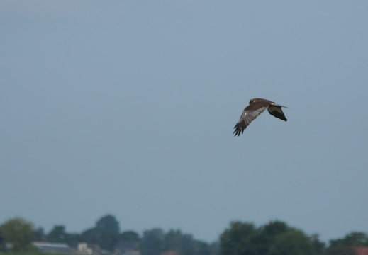 202505 VogelsOnderweg021