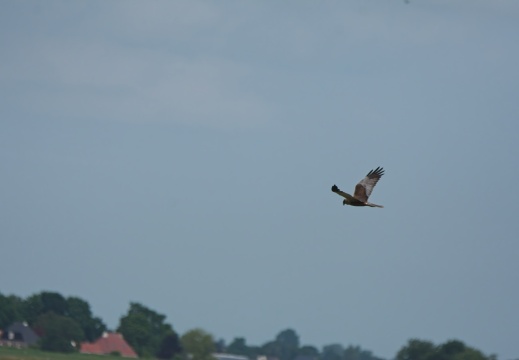 202505 VogelsOnderweg022