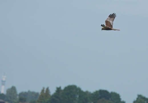 202505 VogelsOnderweg023