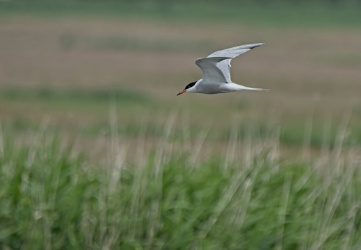 202505 VogelsOnderweg026