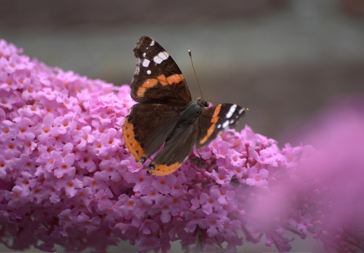 2007-015