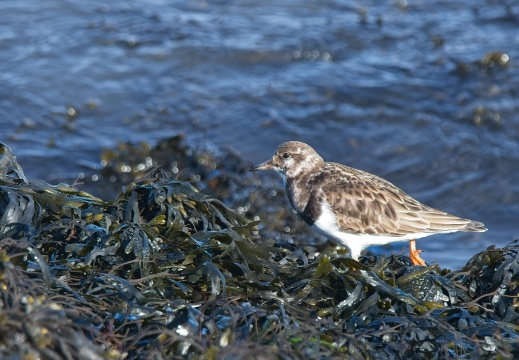 202501oosterschelde001