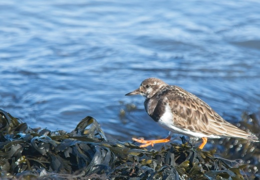 202501oosterschelde002