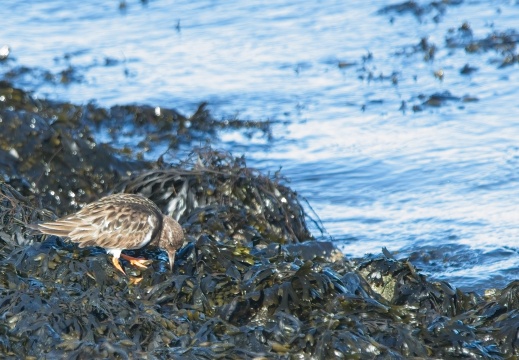 202501oosterschelde003