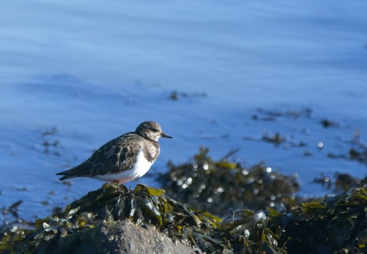 202501oosterschelde004