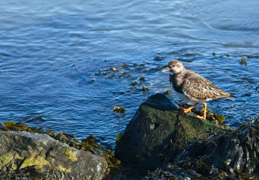 202501oosterschelde006