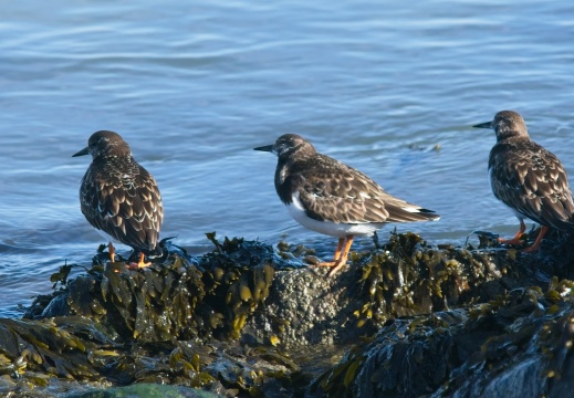 202501oosterschelde007