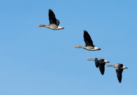 202501oosterschelde009