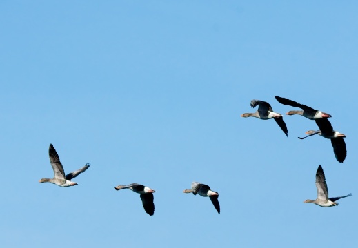 202501oosterschelde012