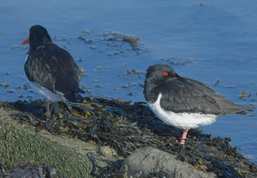 202501oosterschelde014