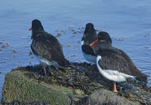 202501oosterschelde015