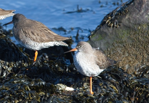 202501oosterschelde017