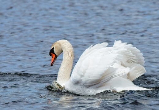 20204 Rottige Meente00