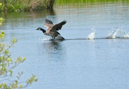 20204 Rottige Meente01