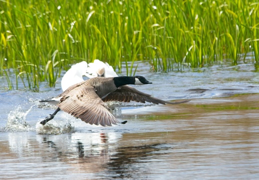 20204 Rottige Meente02