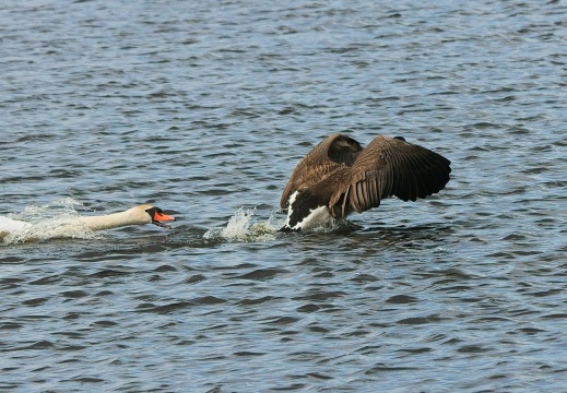 20204 Rottige Meente03