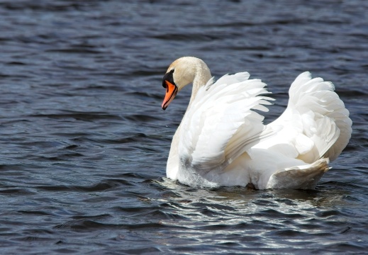 20204 Rottige Meente04