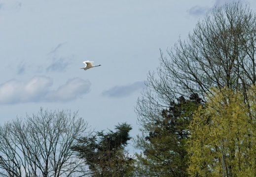 20204 Rottige Meente05