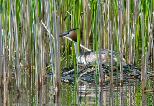 20204 Rottige Meente06