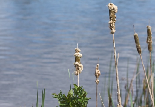 20204 Rottige Meente08