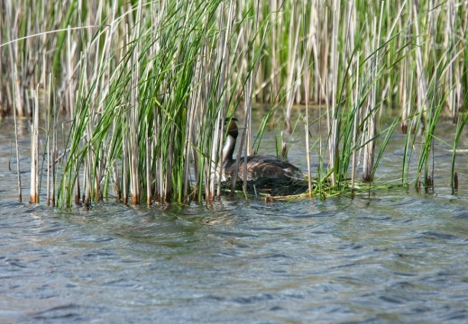 20204 Rottige Meente09