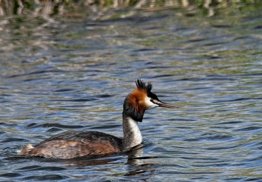 20204 Rottige Meente10