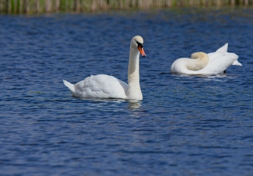 20204 Rottige Meente11