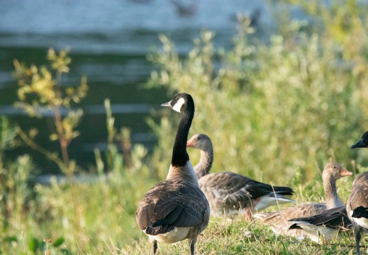 Velperwaarden 2025-08-100