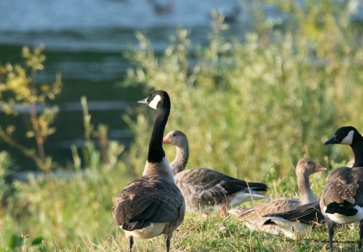 Velperwaarden 2025-08-101